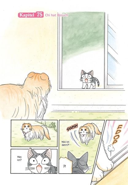 kleine katze chi 5 kleine katze chi 5